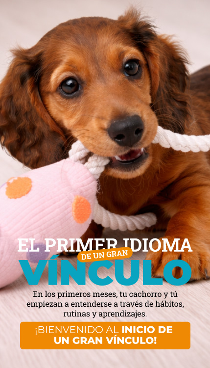 Banner dia del cachorro